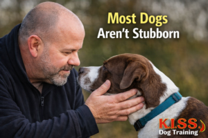 Professional dog trainer calmly making eye contact with a dog outdoors, illustrating that most dogs aren’t stubborn and benefit from better observation and understanding in training.