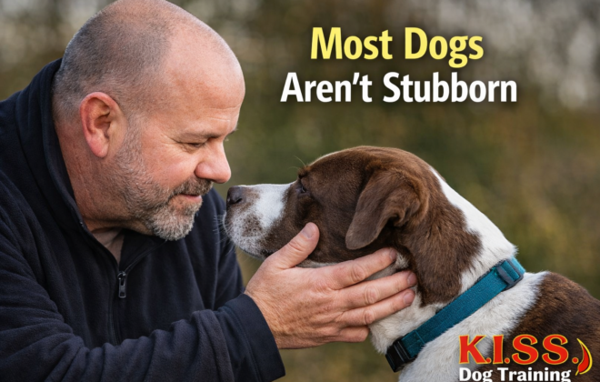 Professional dog trainer calmly making eye contact with a dog outdoors, illustrating that most dogs aren’t stubborn and benefit from better observation and understanding in training.