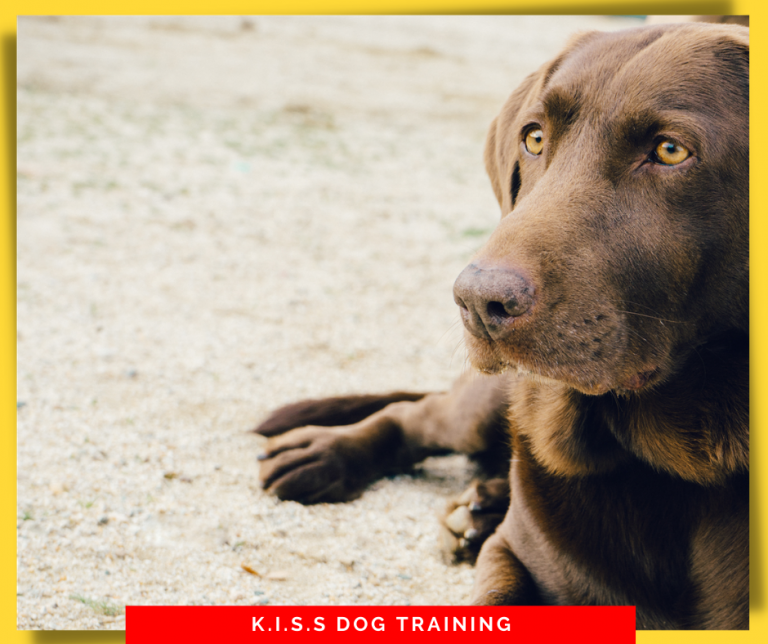 Training Classes | K.I.S.S. Dog Training