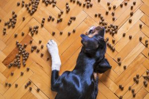 Dog Food Kiss Dog Training