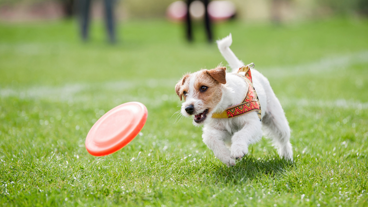 Kansas City Dog Trainer