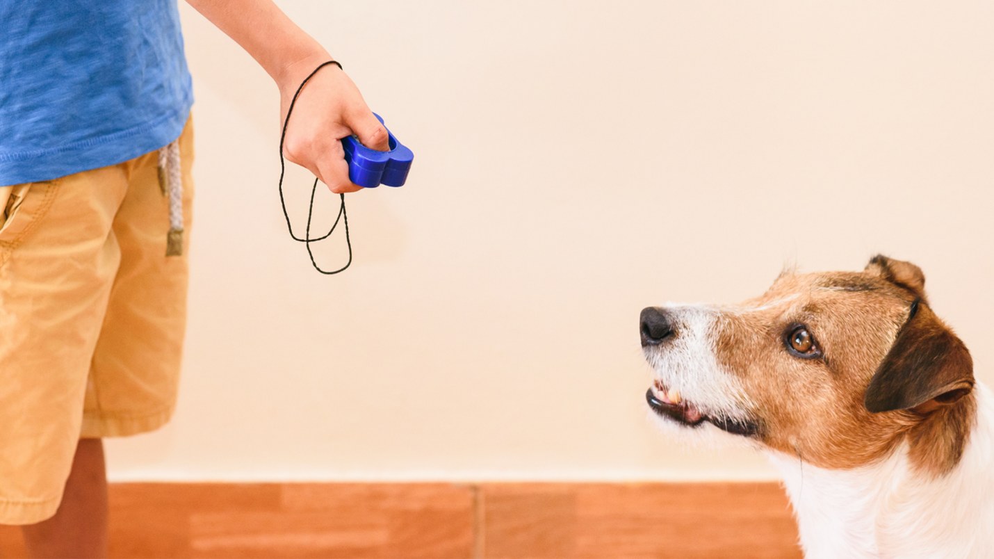 Kansas City Dog Trainer