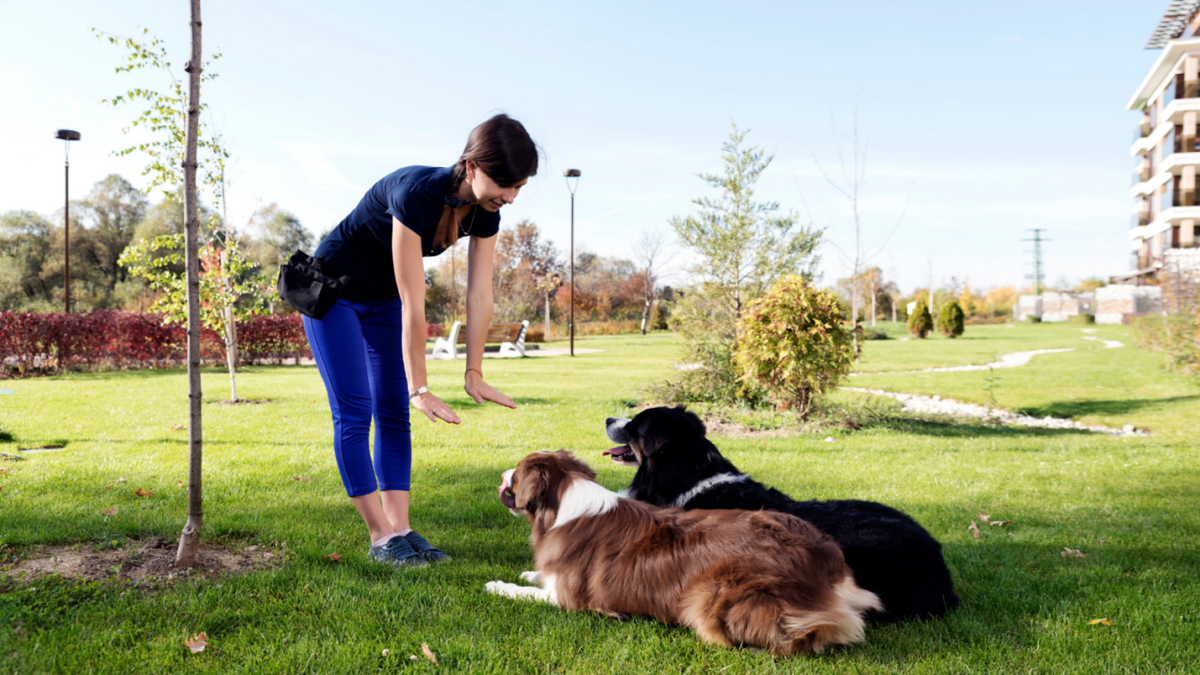 Kansas City Dog Trainer The Importance of Positive Reinforcement