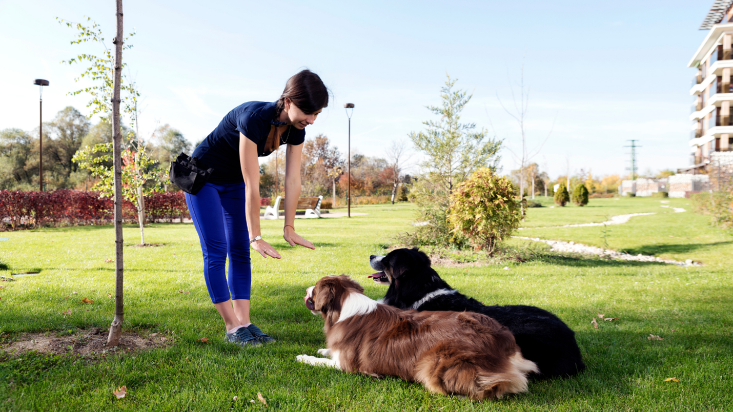Dog Trainer Dog Trainer
