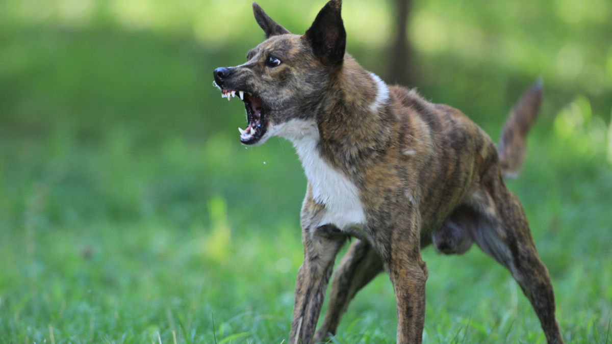 Kansas City Dog Training