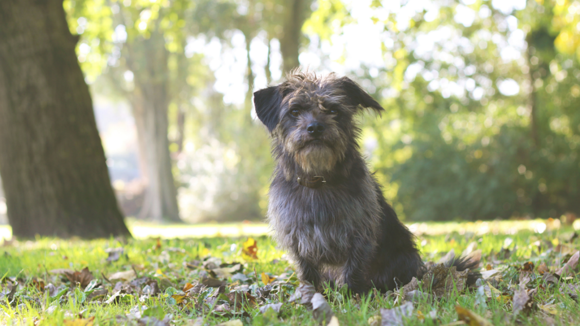 wean your dog K.I.S.S. Dog Training