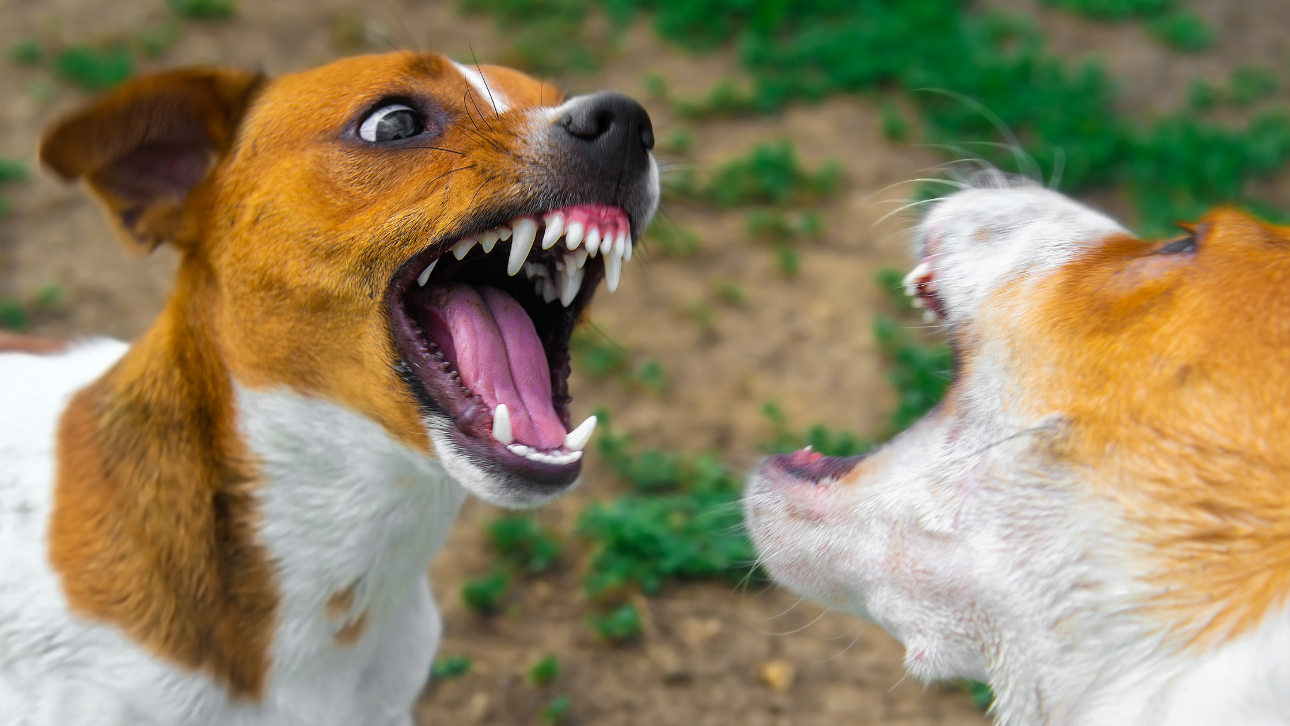 Kansas City Dog Training