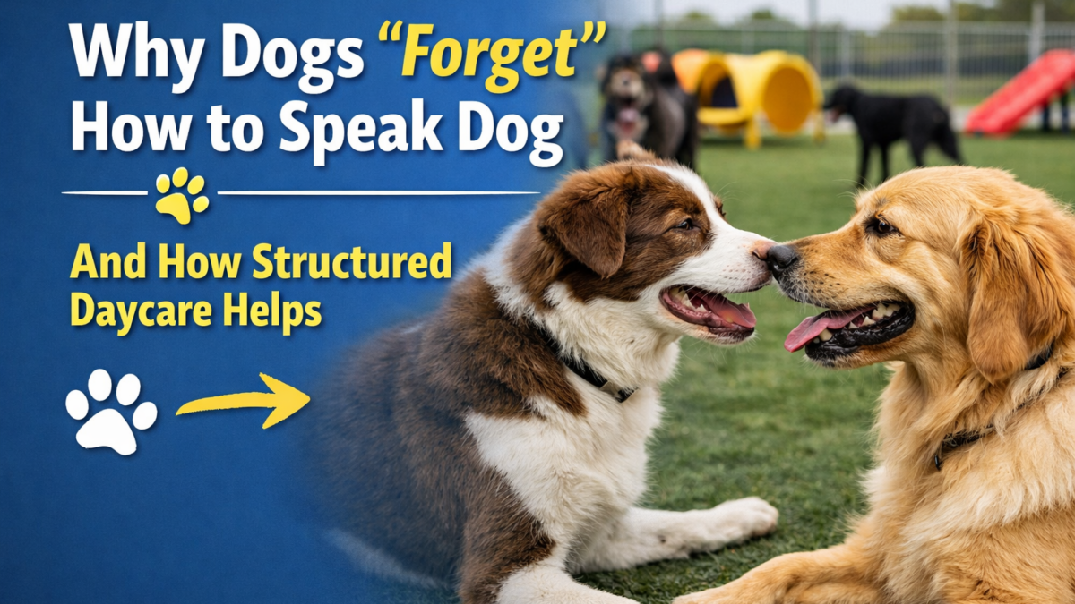 Kiss Dog Training Kansas City