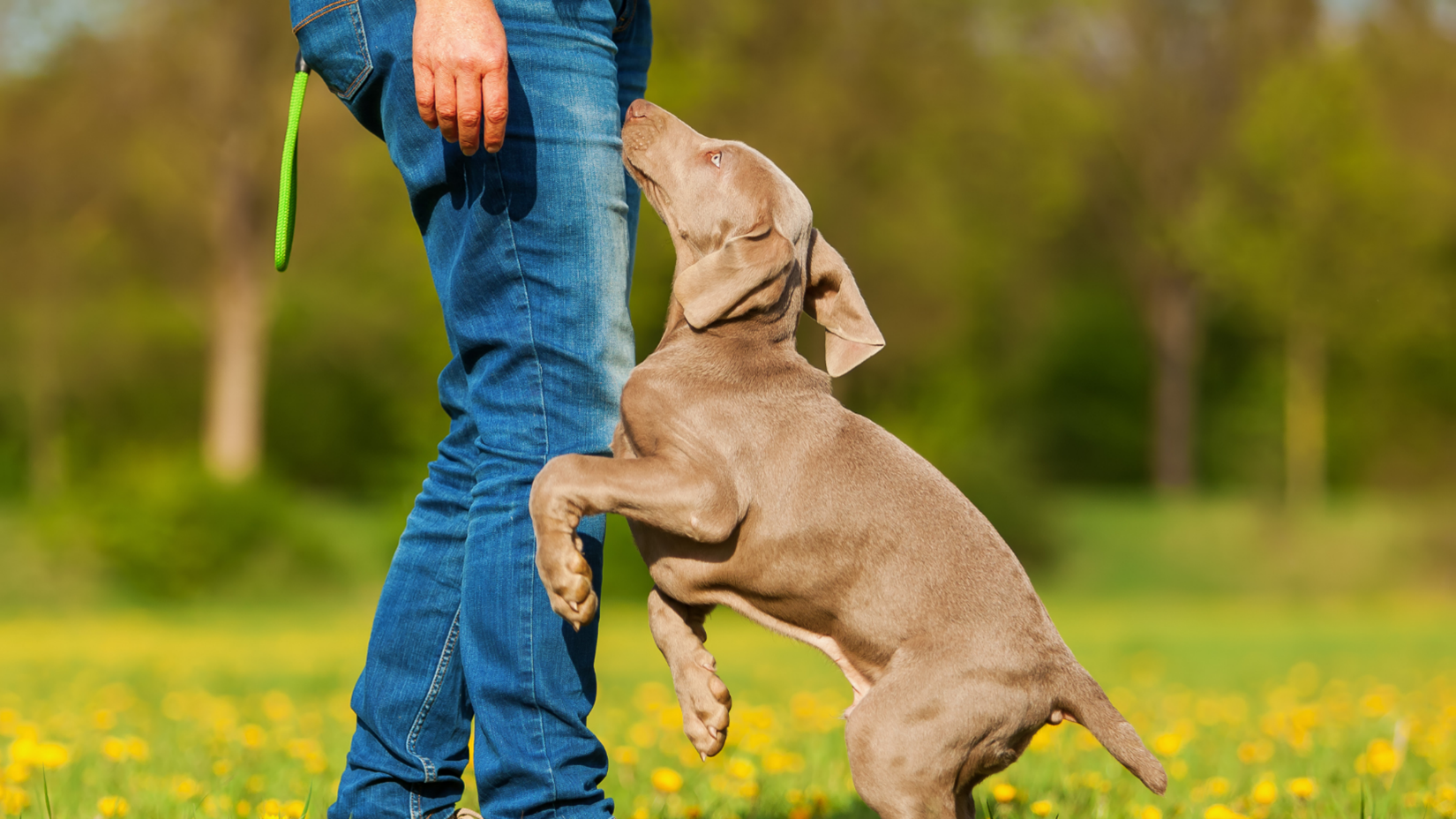 Dog Trainer