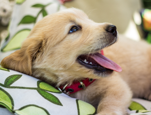 Puppy Training In Kansas City: Keeping a Schedule