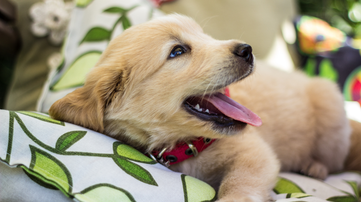 Puppy Training In Kansas City