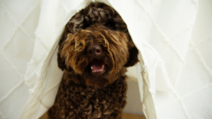 Dog Trainer In Kansas City