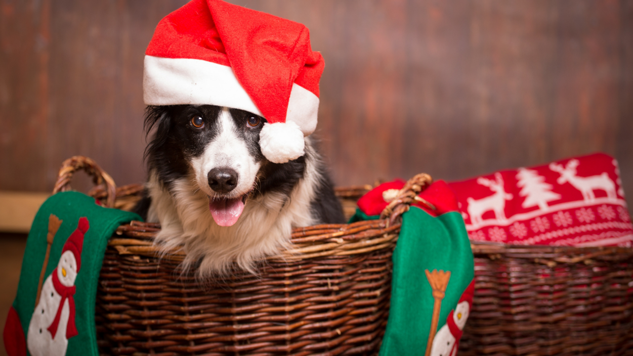 Dog Behavioral Specialist in Kansas City