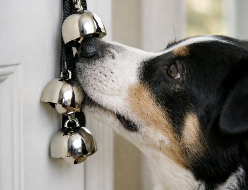 How to Use Bell Training for Potty Training in Kansas City