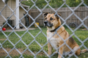 Kiss Dog Training Kansas City