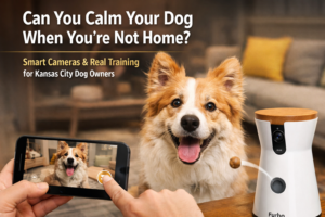 Kiss Dog Training Kansas City