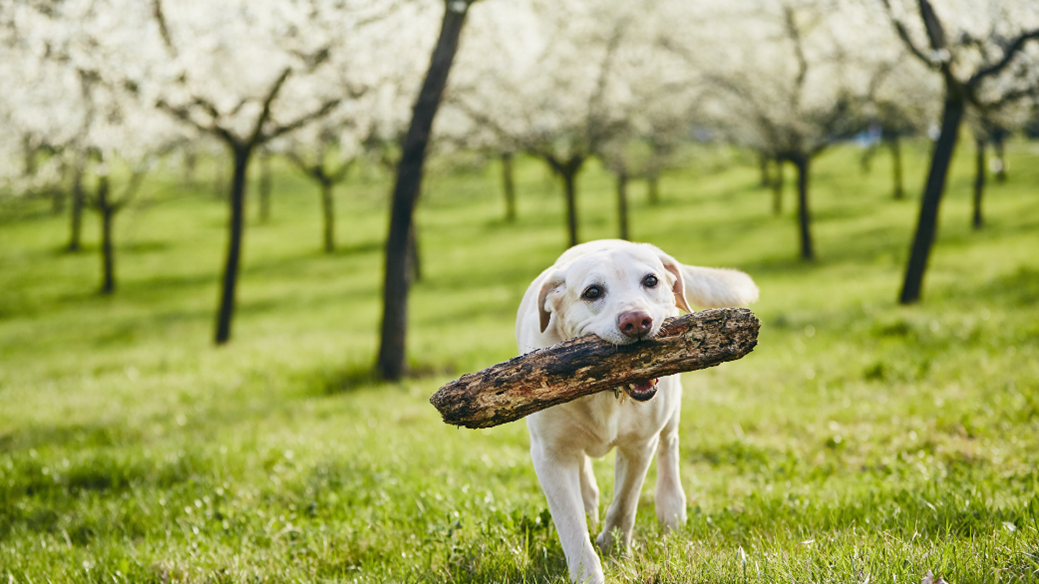 Dog Trainer In Shawnee