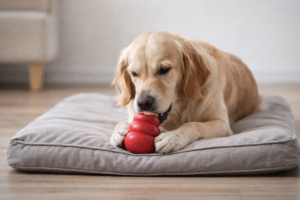 Kiss Dog Training Shawnee KS