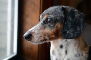 dog at window Kiss Dog Training