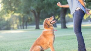 Dog Behavior Specialist in Kansas City