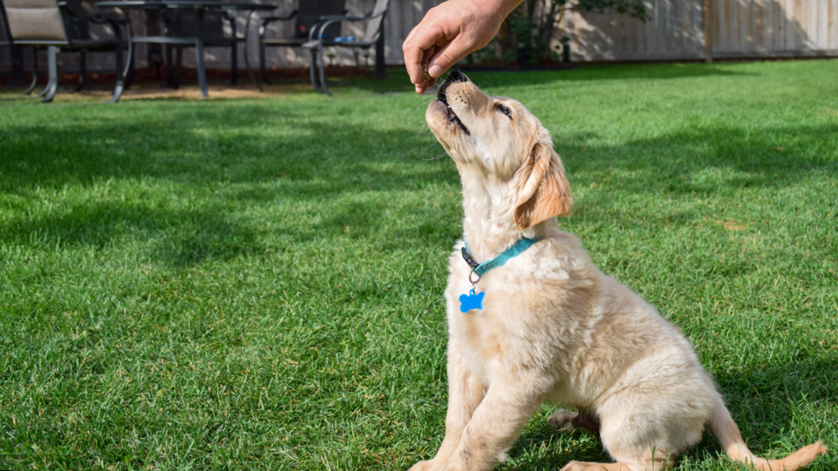 Puppy Training in Shawnee