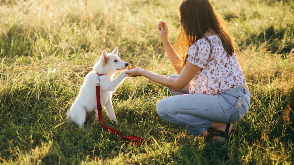 Puppy Training Puppy Training