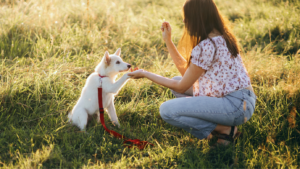 Puppy Training in Shawnee