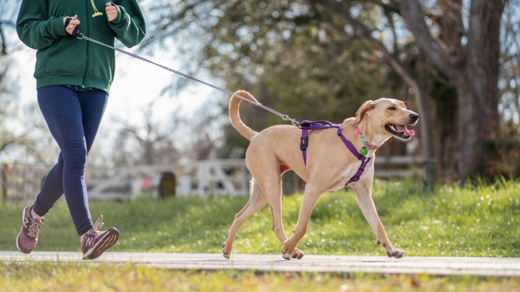 Kansas City Dog Behavior Specialist