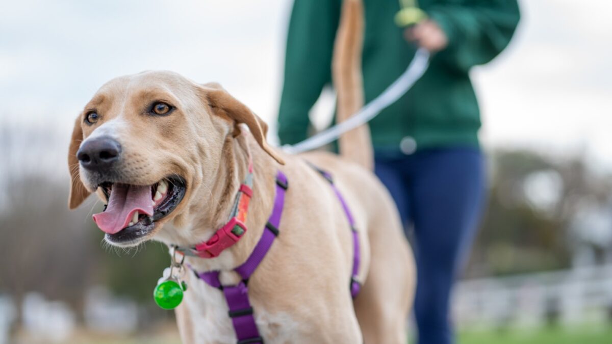 Kansas City Dog Behavior Specialist