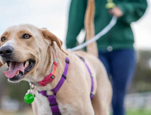 Using a Leash as a Helpful Tool: Advice from a Top Kansas City Dog Behavior Specialist