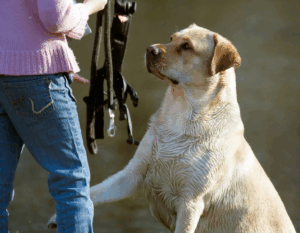 Dog Behavior Specialist in Kansas City
