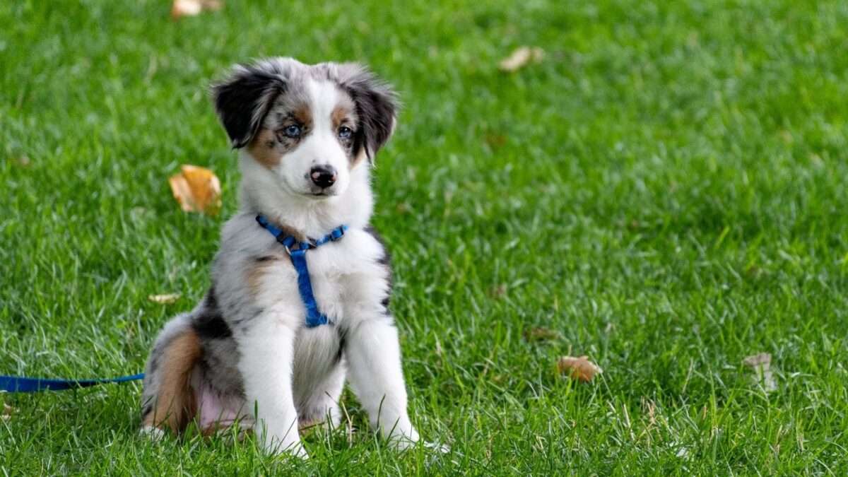 Dog Behavior Specialist in Kansas City