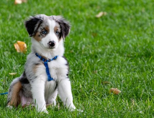 The Many Benefits of Hiring a Dog Behavior Specialist in Kansas City for a Puppy