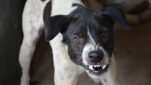 Dog Behavior Specialist in Kansas City