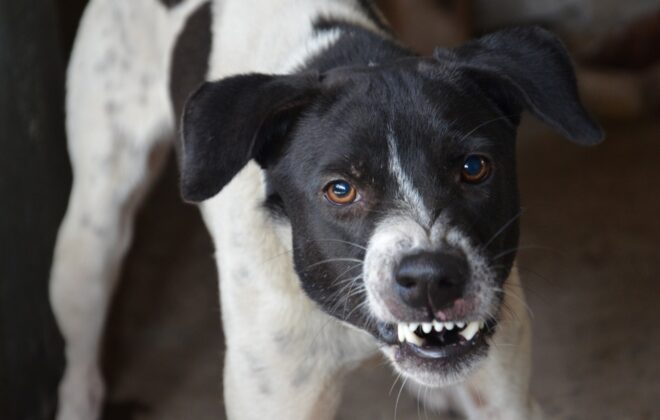 Dog Behavior Specialist in Kansas City