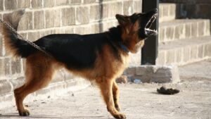 Dog Behavior Specialist in Kansas City