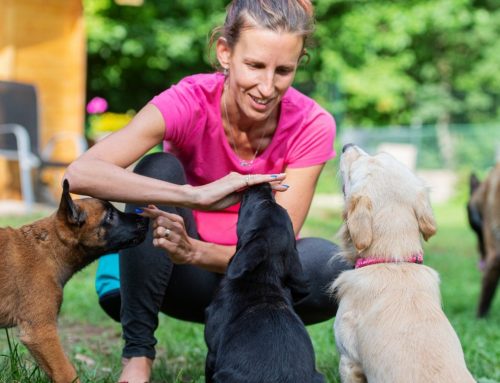 Common Mistakes Dog Owners Make During Puppy Training in Kansas City