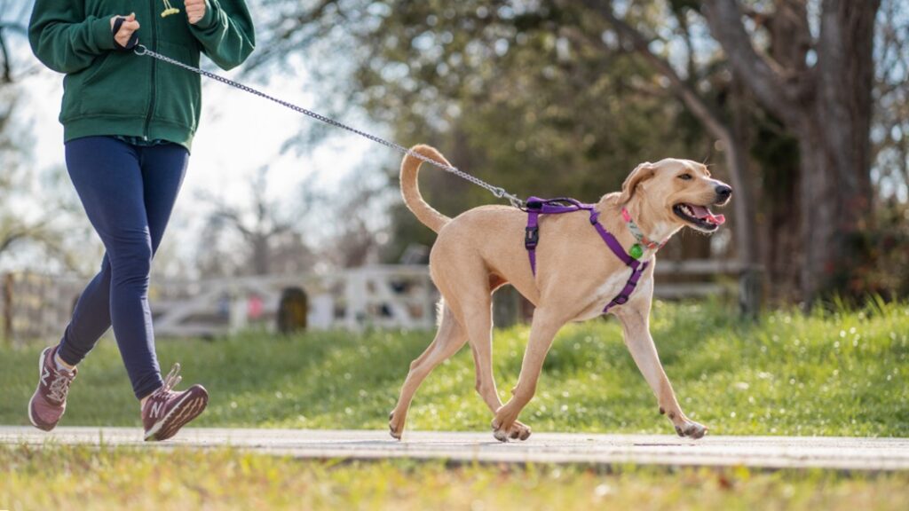 Especialista em comportamento de cães em Kansas City