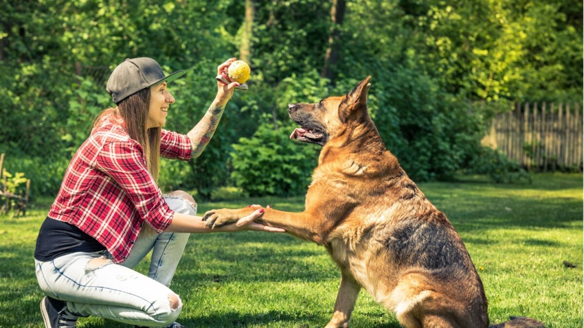 Kansas City Dog Trainer