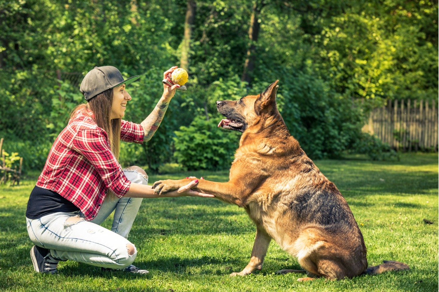 Dog Trainer