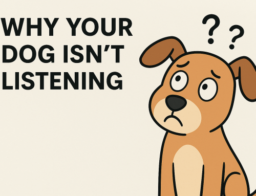 Why Your Dog Isn’t Listening – Dog Trainer in Kansas City Explains How to Fix It (Without Yelling or Punishment)