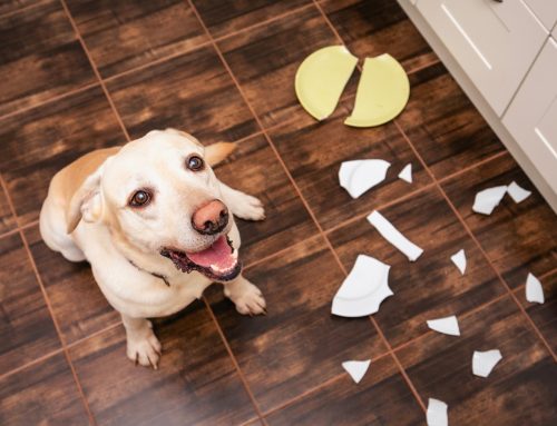 What Are Some Clear Indications That My Dog Needs Professional Dog Training in Kansas City?