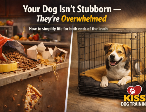 A Dog Trainer in Kansas City Explains Why Your Dog Isn’t Stubborn — They’re Overwhelmed (And So Are You)…
