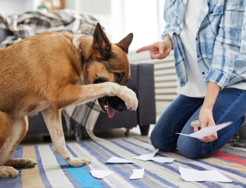 When Should You Call a Kansas City Dog Trainer for Behavior Support?
