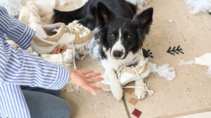 When Should You Call a Kansas City Dog Trainer for Behavior Support? When Should You Call a Kansas City Dog Trainer for Behavior Support?