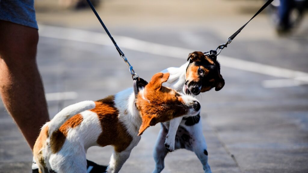 Why Dogs Show Aggression on Walks and How Training Helps