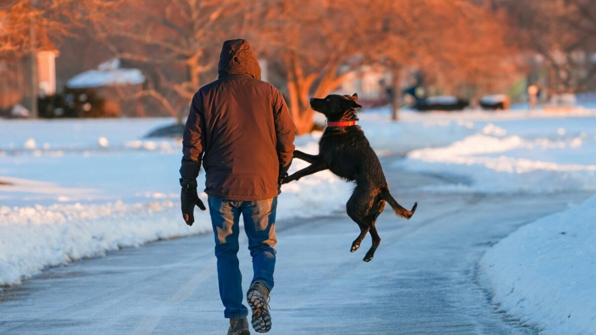 Aggressive Dog Training in Kansas City