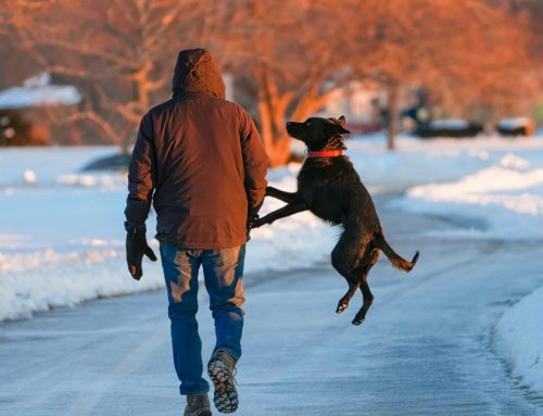 Why Dogs Show Aggression on Walks and How Training Helps