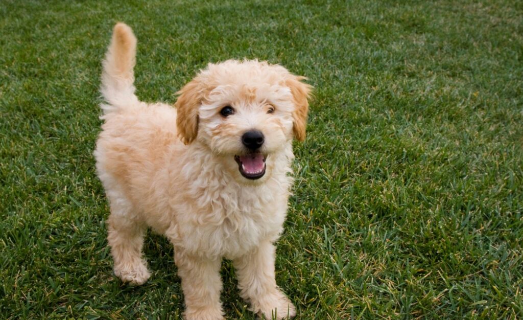 K.I.S.S. Dog Training | Puppy Training in Kansas City K.I.S.S. Dog Training | Puppy Training in Kansas City