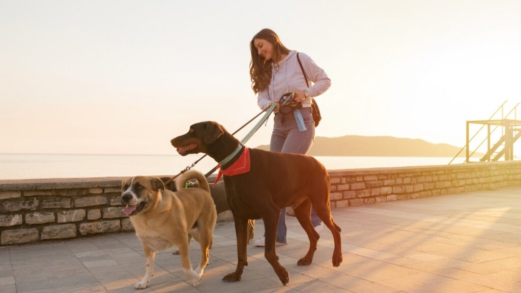 Helpful Tips on Keeping Your Daily Dog Walks Stress Free